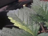 Plant Numéro 5 Saint Mais decoloration 1 feuille Crss 10