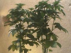 Pic 20120528 052