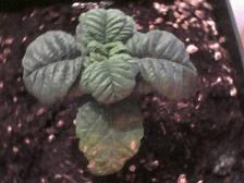 Plant Numéro 1  évolution Au 2ème étage.
