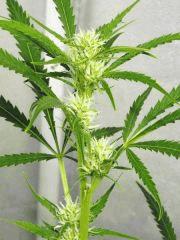 Fleur Jack Herer Flo+23