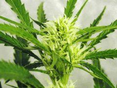 Fleur Jack Herer Flo+23