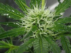 Fleur NL5XHaze Flo+28