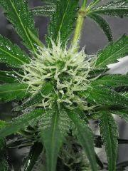Fleur NL5XHaze Flo+28
