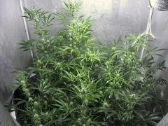 Jardin d'hiver Flo+28