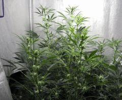 Jardin d'hiver Flo+23