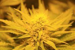 Og Kush