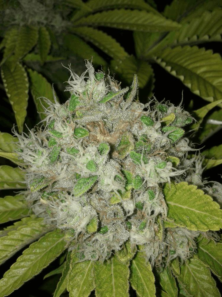 5th session Xhaze / silver haz 9/ skunk 1 / white widow 