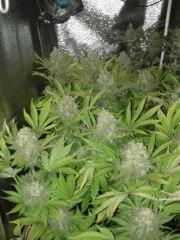 f55