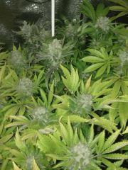 f55