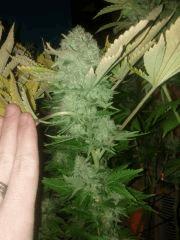 F+60