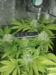 f55