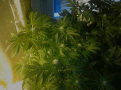 IMG 20121217 115026