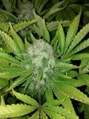 f55