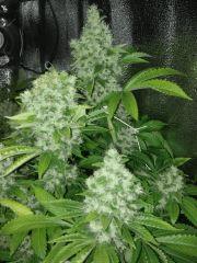 f55
