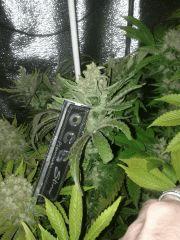 f55