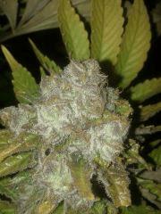 F+60