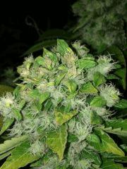 f55