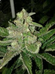 f55