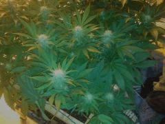 IMG 20121217 115008