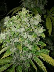 IMG 20130123 092353
