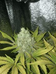 f55