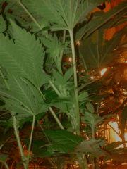 IMG 20121217 115217