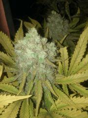 F+60 skunk#1
