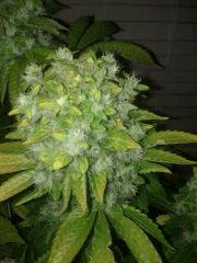 F+60 xhaze