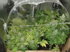 f55