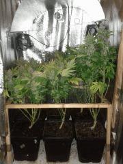f55