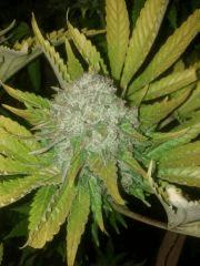 F+60 white widow