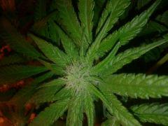 IMG 20121217 115150