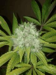 F+60 xhaze