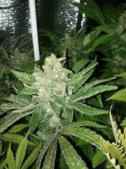 f55