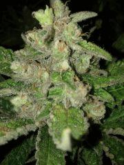 f55