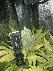 f55