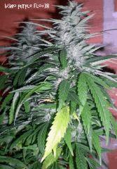 bisho purple flo+38