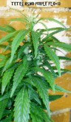 tete bisho purple flo +13!!