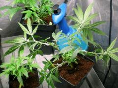espace PM (durghanchitral , blackbubblegum  , critical +)