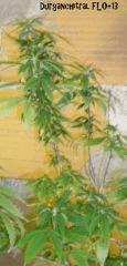 Durganchitral