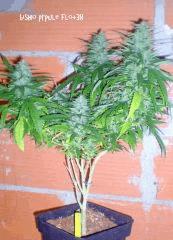 bisho purple flo+38