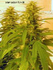 bisho purple flo+38