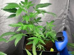 espace PM (durghanchitral , blackbubblegum  , critical +)