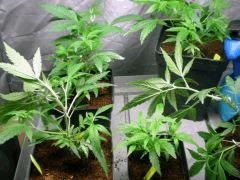 espace PM (durghanchitral , blackbubblegum  , critical +)