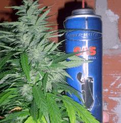 bisho purple flo+38