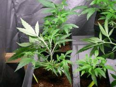 espace PM (durghanchitral , blackbubblegum  , critical +)