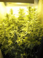 + Speed sous 400 W (12 plantes)