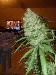 Hybride iced grapefruit x zamal