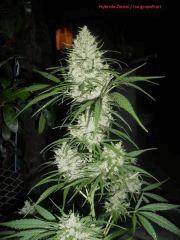 Hybride iced grapefruit x zamal