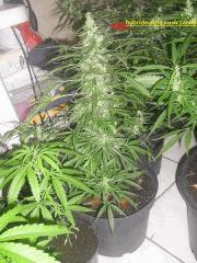 hybride auto kush x Zamal